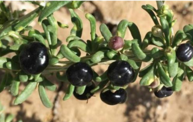 女吃黑枸杞淡斑抗皺，男吃黑枸杞提高性功能！